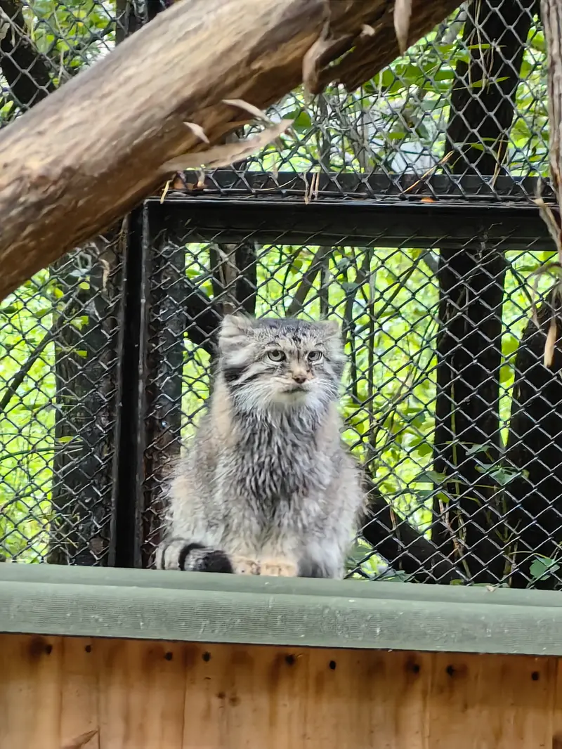 A photograph of Lastochka in Novosibirsk Zoo