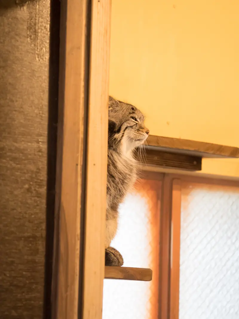 A photograph of Oto in Saitama Children's Zoo