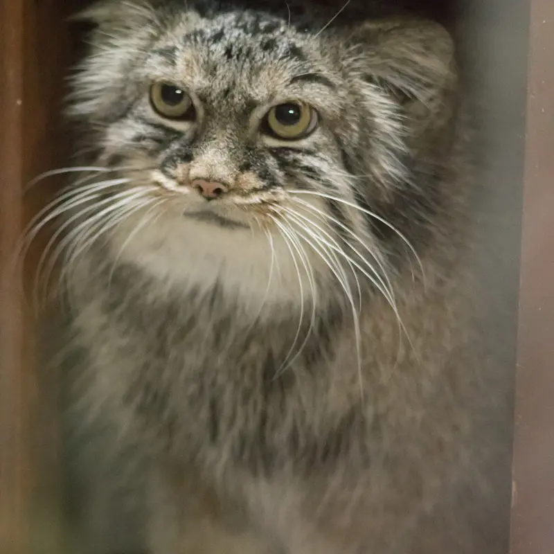 A photograph of Shafran in Ueno Zoological Gardens