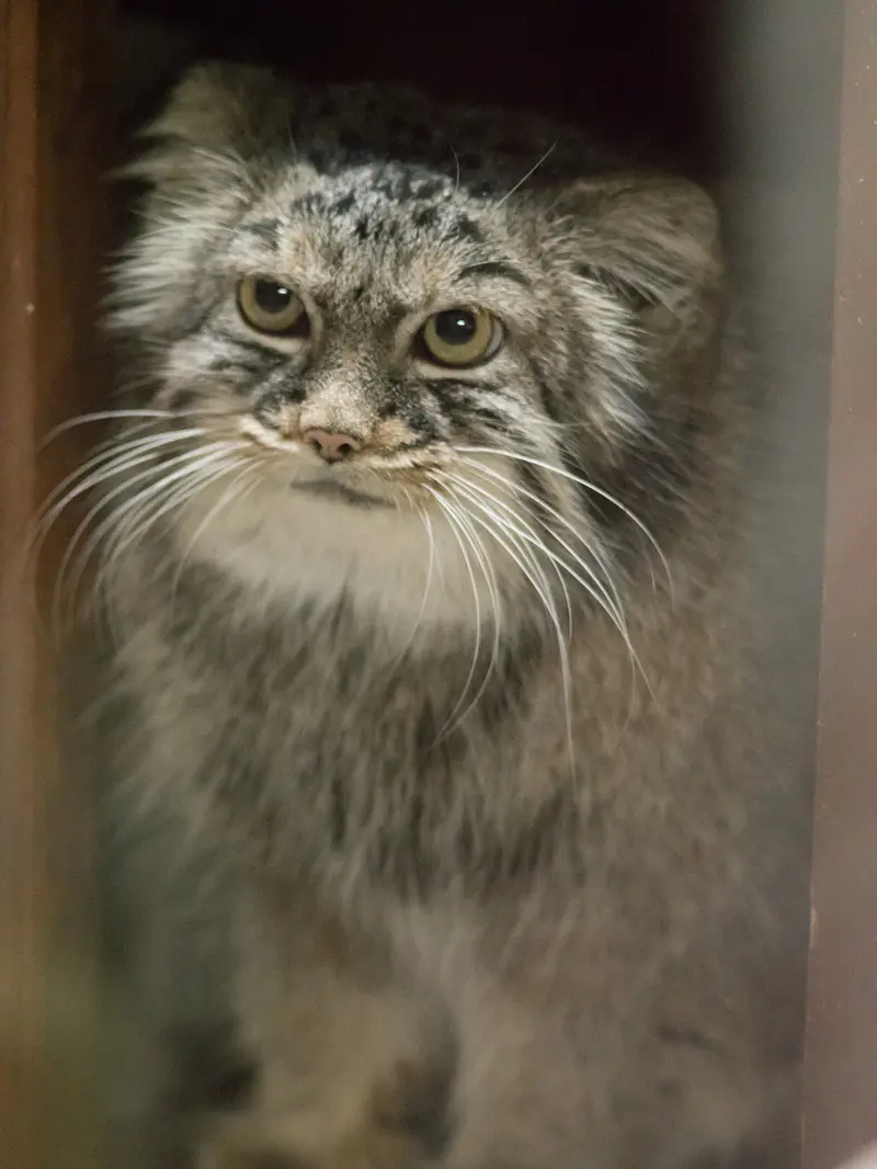 A photograph of Shafran in Ueno Zoological Gardens