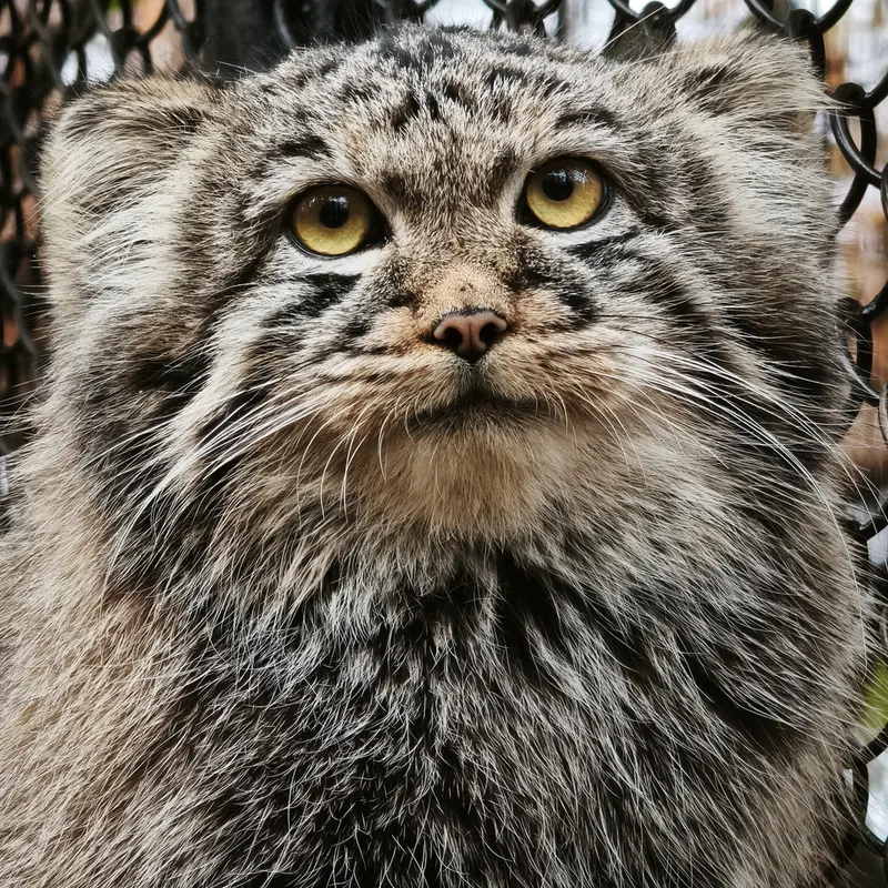 A photograph of Kitten of Eve b.2026  Ⅲ in Novosibirsk Zoo