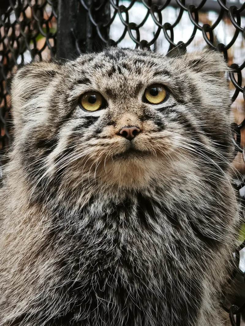 A photograph of Kitten of Eve b.2026  Ⅲ in Novosibirsk Zoo