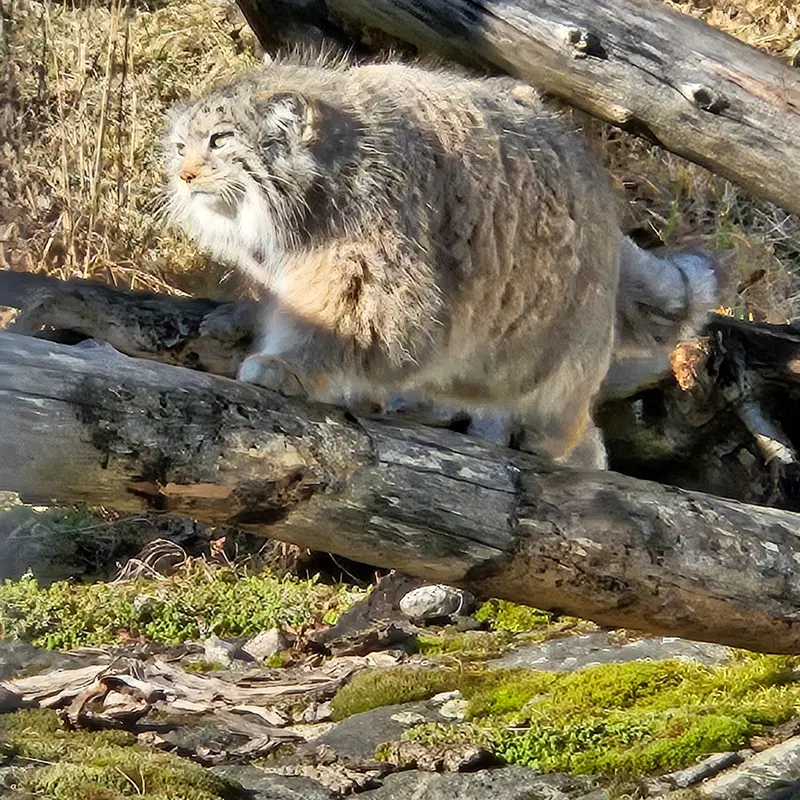 A photograph of Mimi in Korkeasaari Zoo