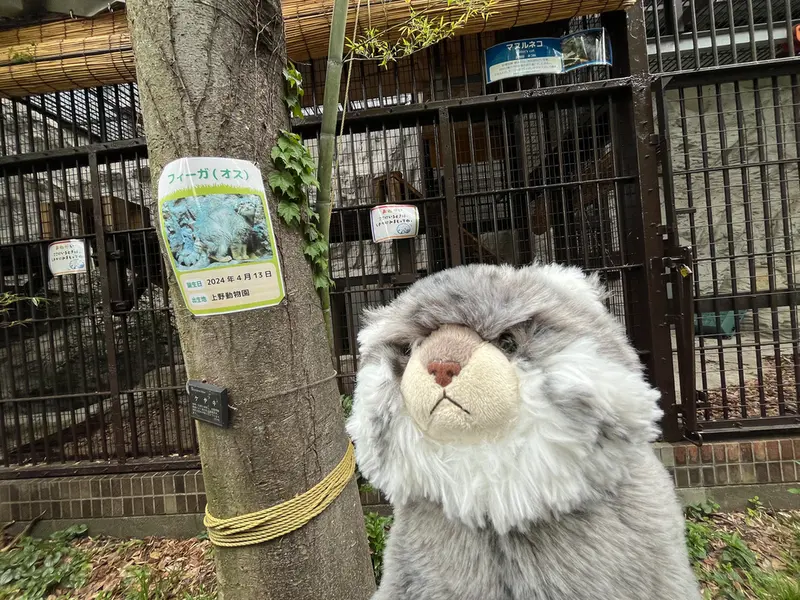 A photograph of a Pallas's cat