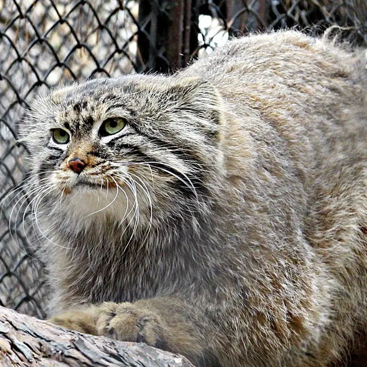 A photograph of Zelenogorsk in Novosibirsk Zoo