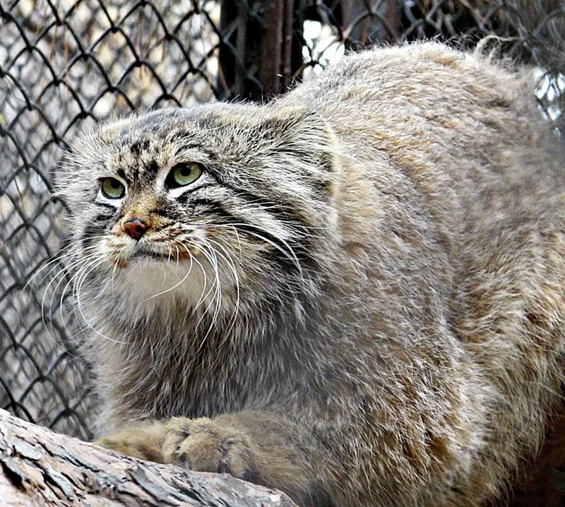 A photograph of Zelenogorsk in Novosibirsk Zoo