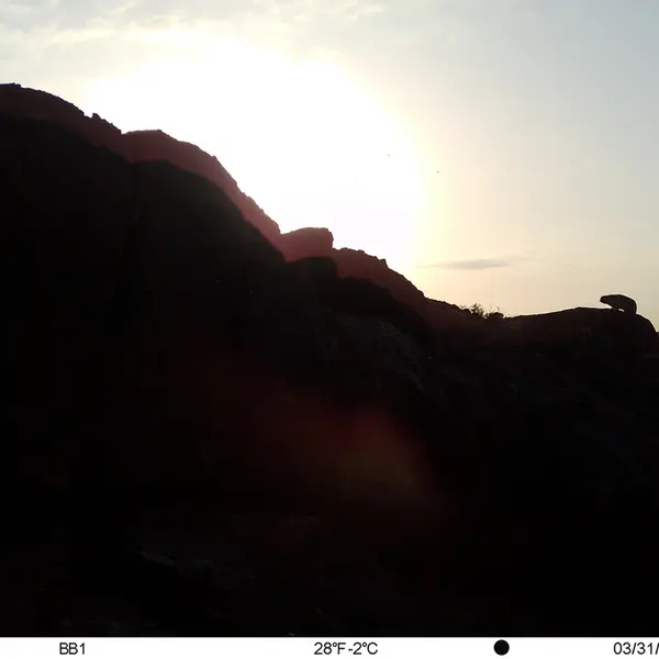 A photograph of Otocolobus manul manul from Aktas-Kunkora [new] camera trap