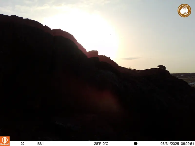 A photograph of Otocolobus manul manul from Aktas-Kunkora camera trap