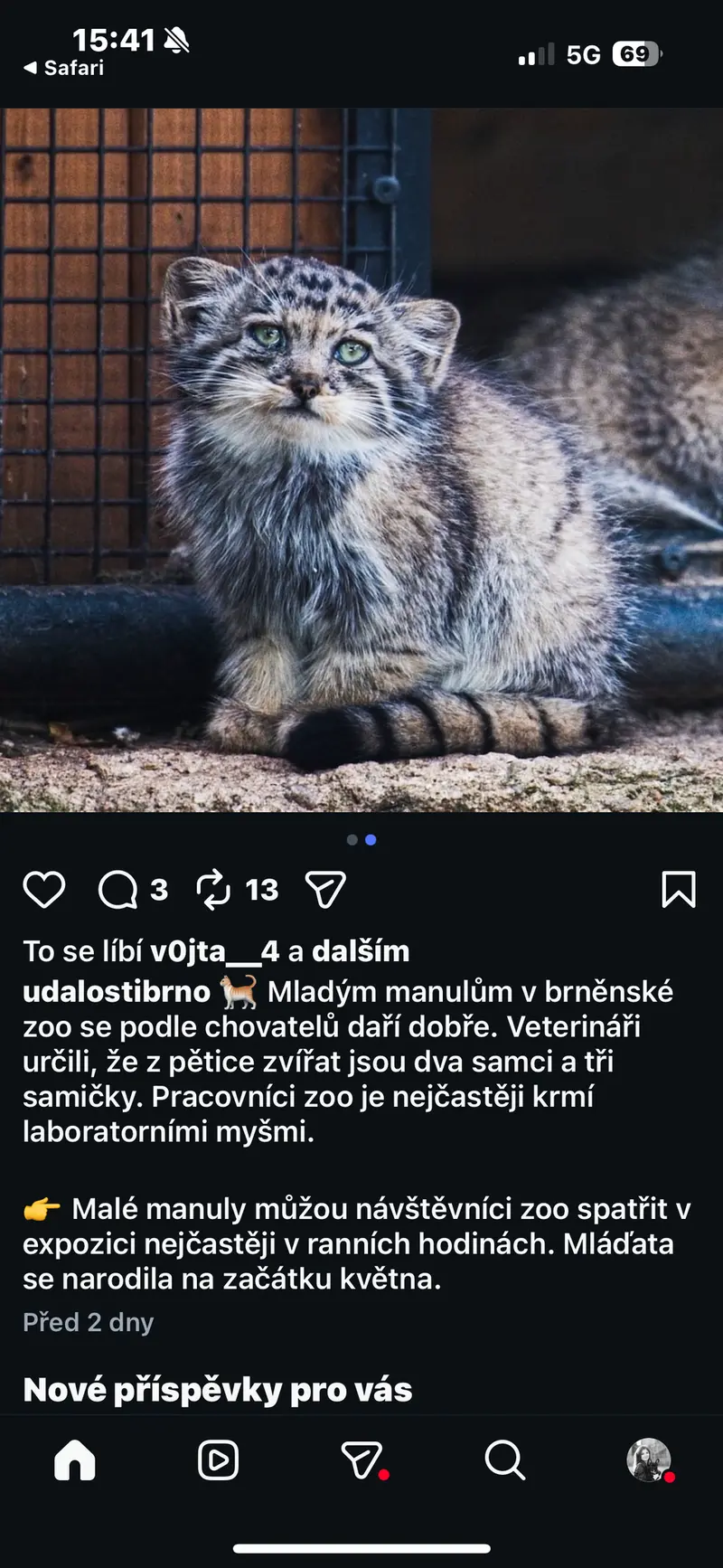 A photograph of a Pallas's cat