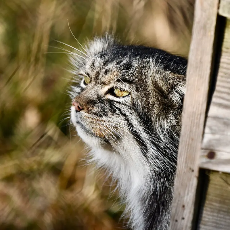 A photograph of Atlan in Port Lympne Wild Animal Park