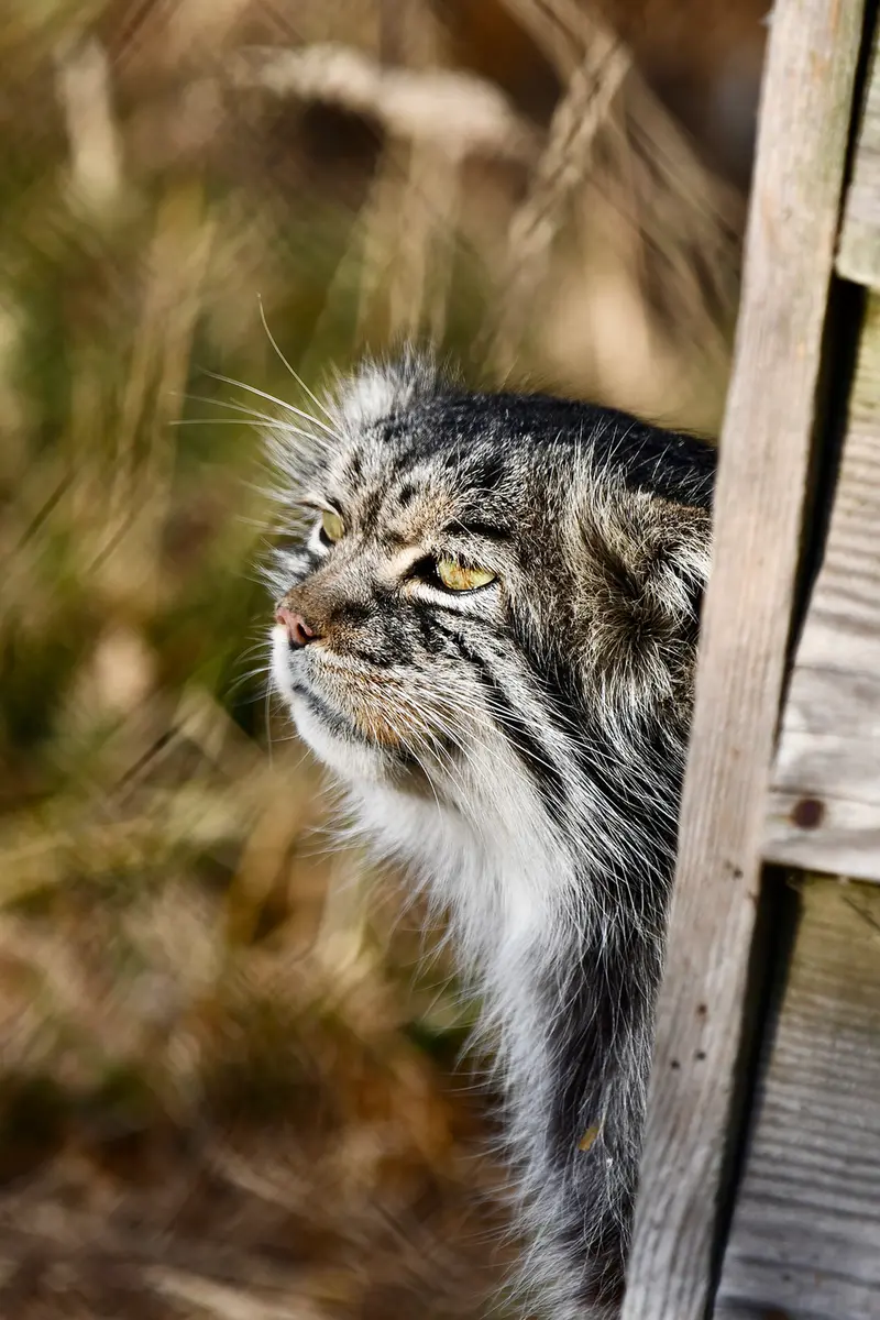 A photograph of Atlan in Port Lympne Wild Animal Park