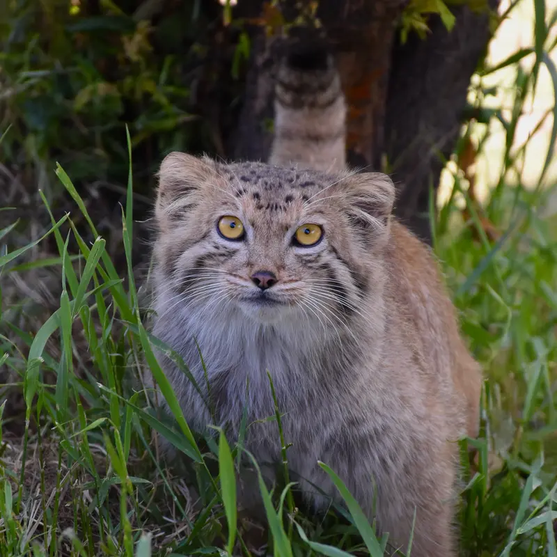 A photograph of Mano in Yerevan Zoo