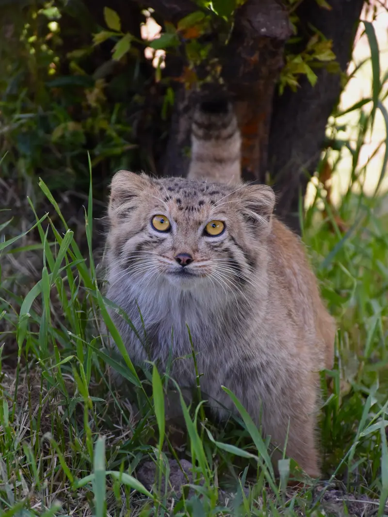 A photograph of Mano in Yerevan Zoo