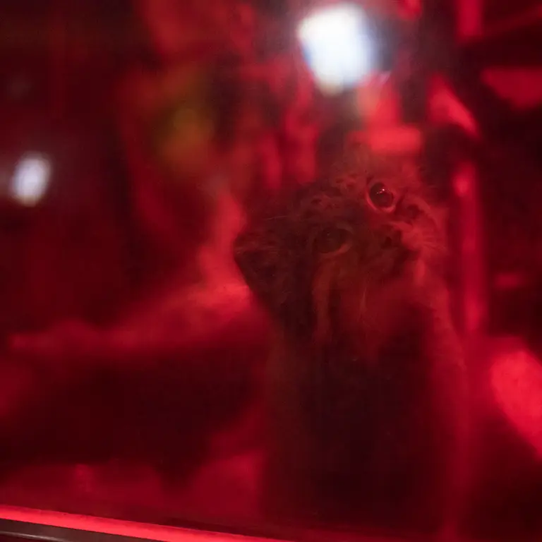 A photograph of Naim in Ueno Zoological Gardens