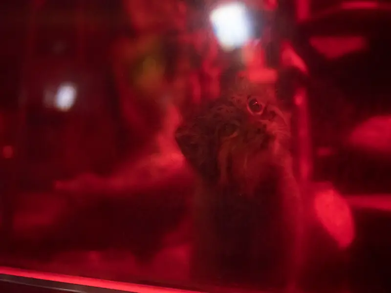 A photograph of Naim in Ueno Zoological Gardens
