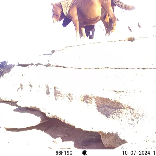 A photograph of Horse from Bektauata 1 camera trap
