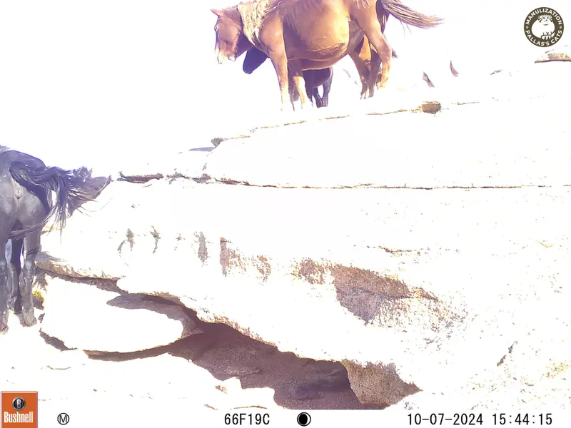 A photograph of Horse from Bektauata 1 camera trap