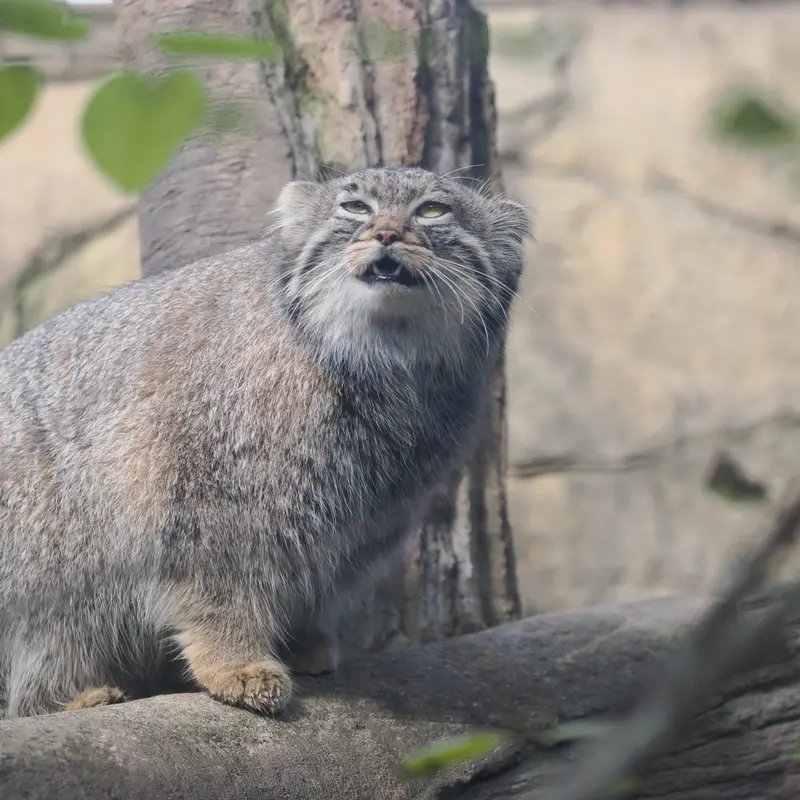 A photograph of Abrikos in Nasu Animal Kingdom