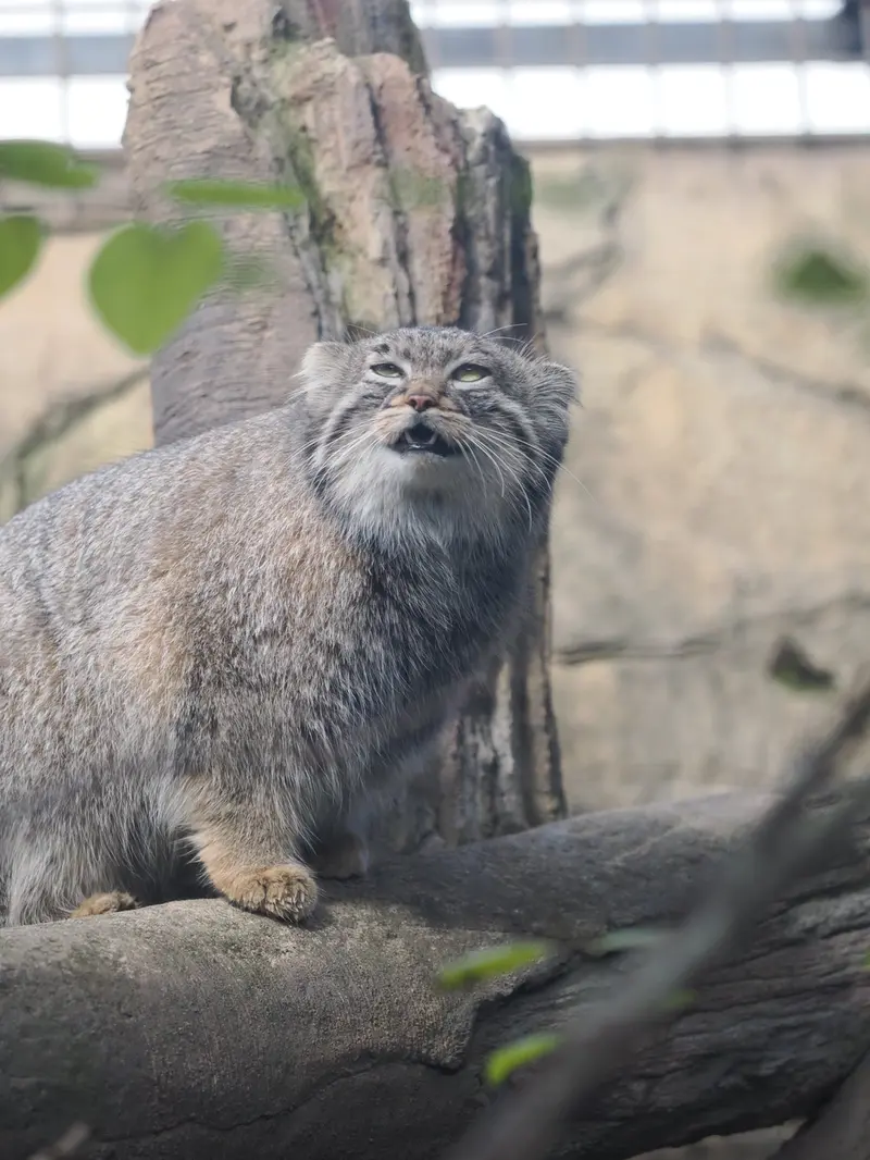 A photograph of Abrikos in Nasu Animal Kingdom