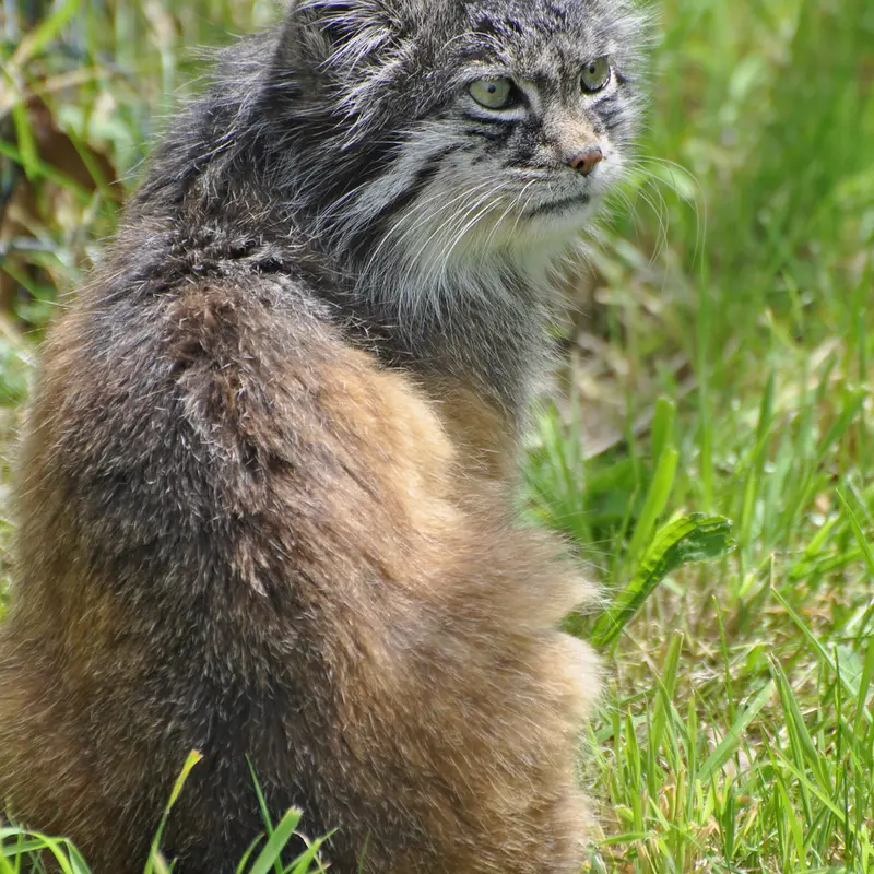 A photograph of a Pallas's cat in Dierenrijk Mierlo