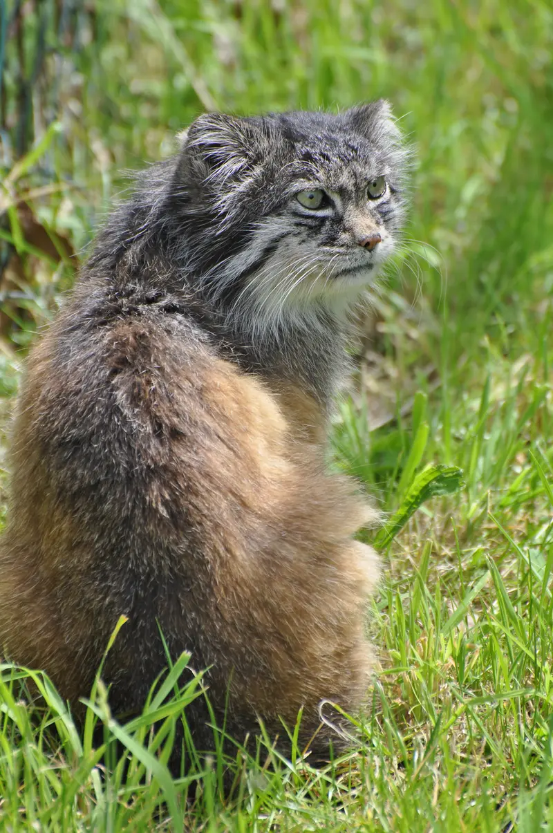 A photograph of a Pallas's cat in Dierenrijk Mierlo