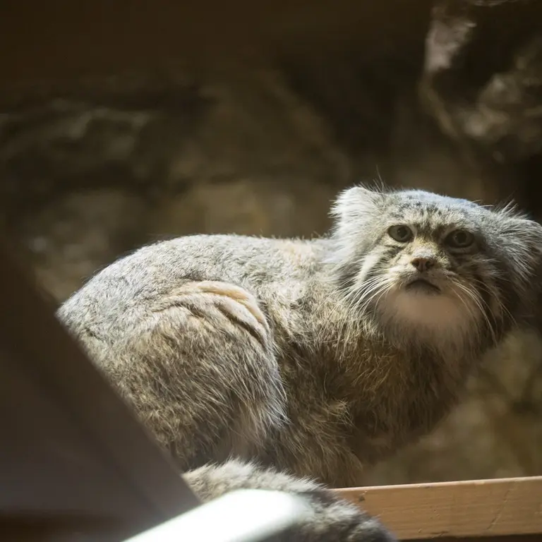 A photograph of Klyon in Ueno Zoological Gardens