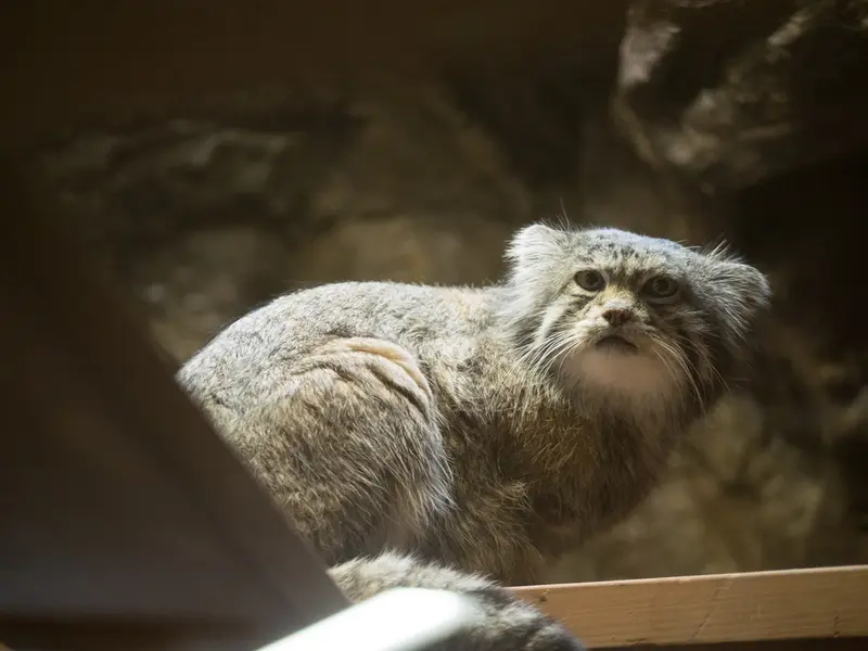 A photograph of Klyon in Ueno Zoological Gardens