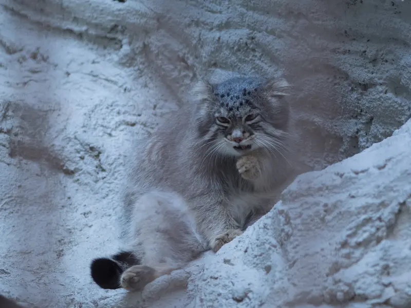 A photograph of Figa in Nogeyama Zoo