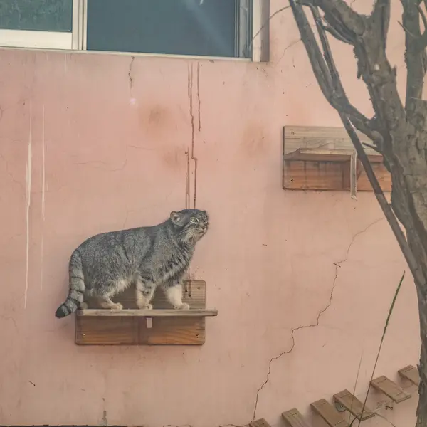 A photograph of Sun Xiaomei in Qinghai-Tibet Plateau Wildlife Zoo