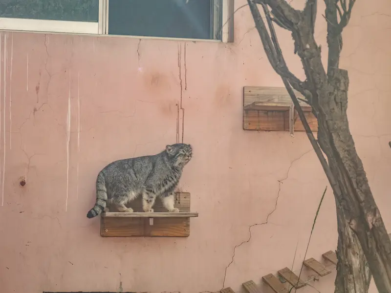 A photograph of Sun Xiaomei in Qinghai-Tibet Plateau Wildlife Zoo