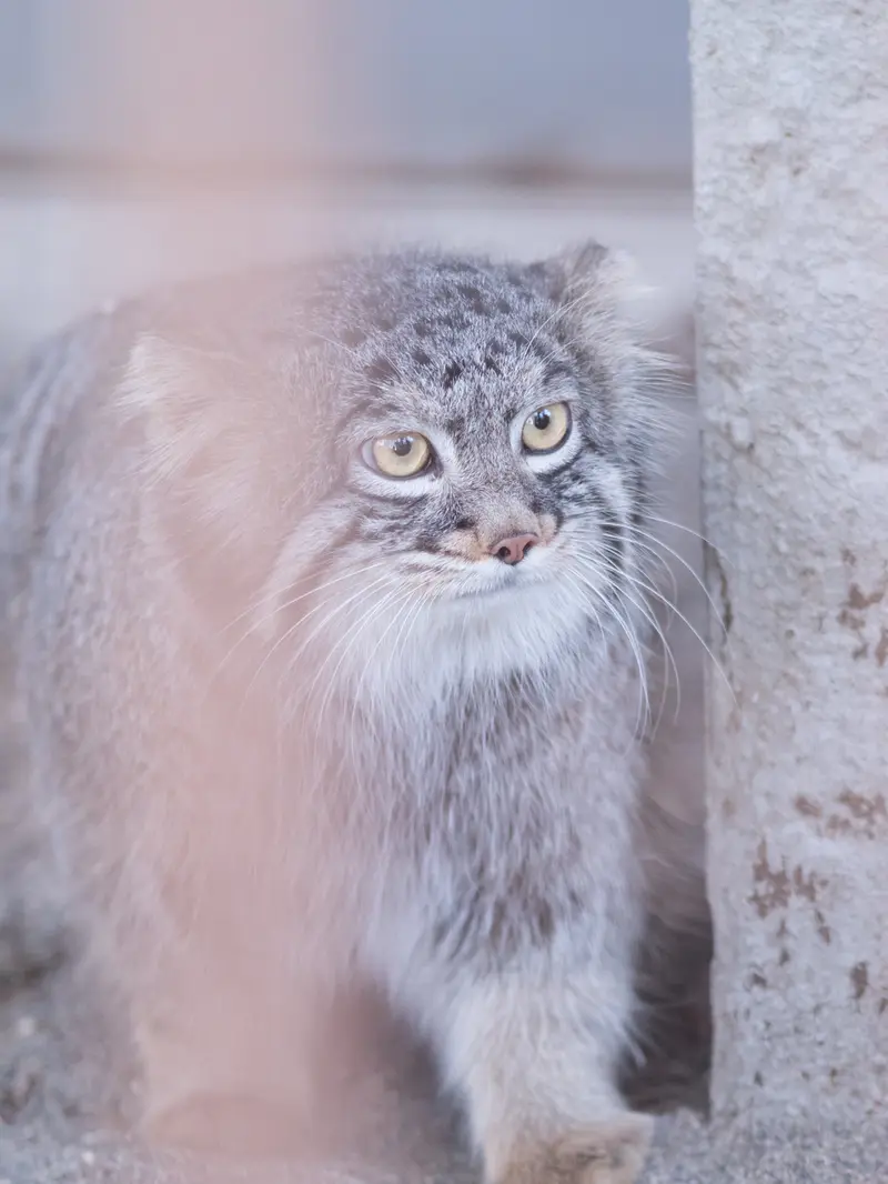 A photograph of Figa in Nogeyama Zoo