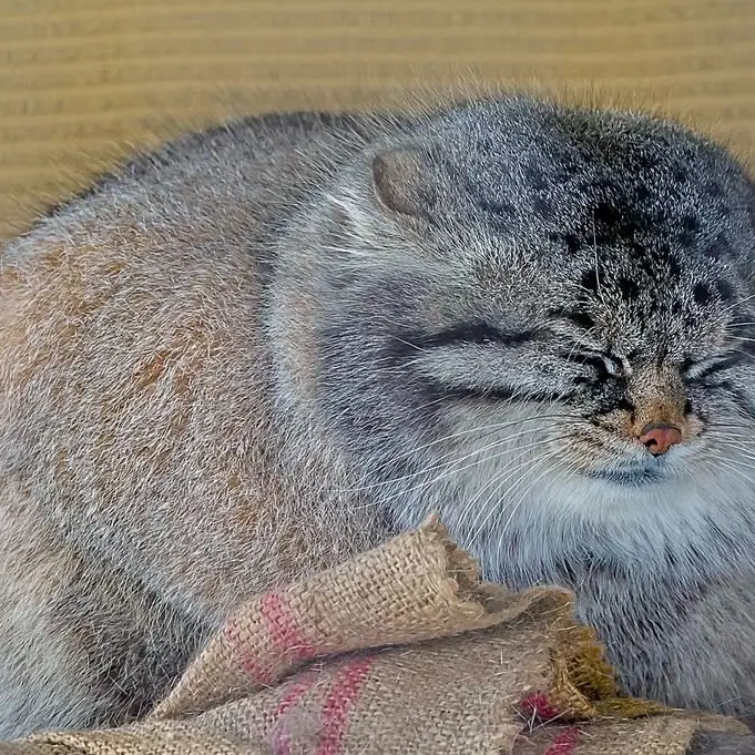 A photograph of a Pallas's cat