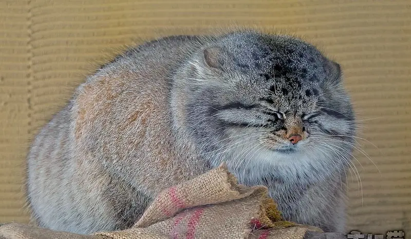 A photograph of a Pallas's cat