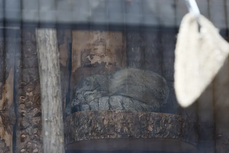 A photograph of Shu in Leningrad zoo