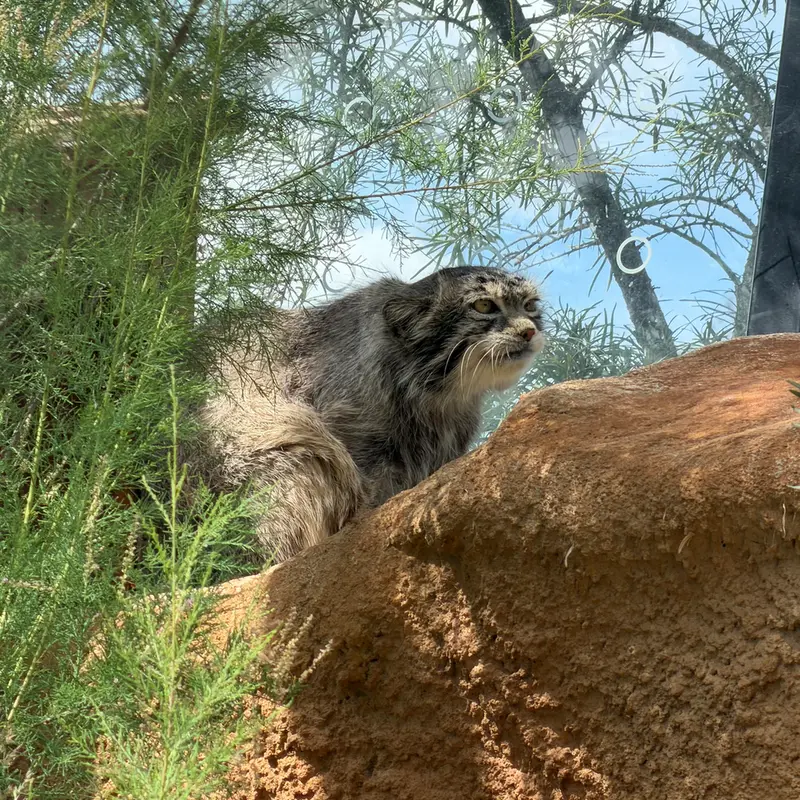 A photograph of Spay in Prague Zoo
