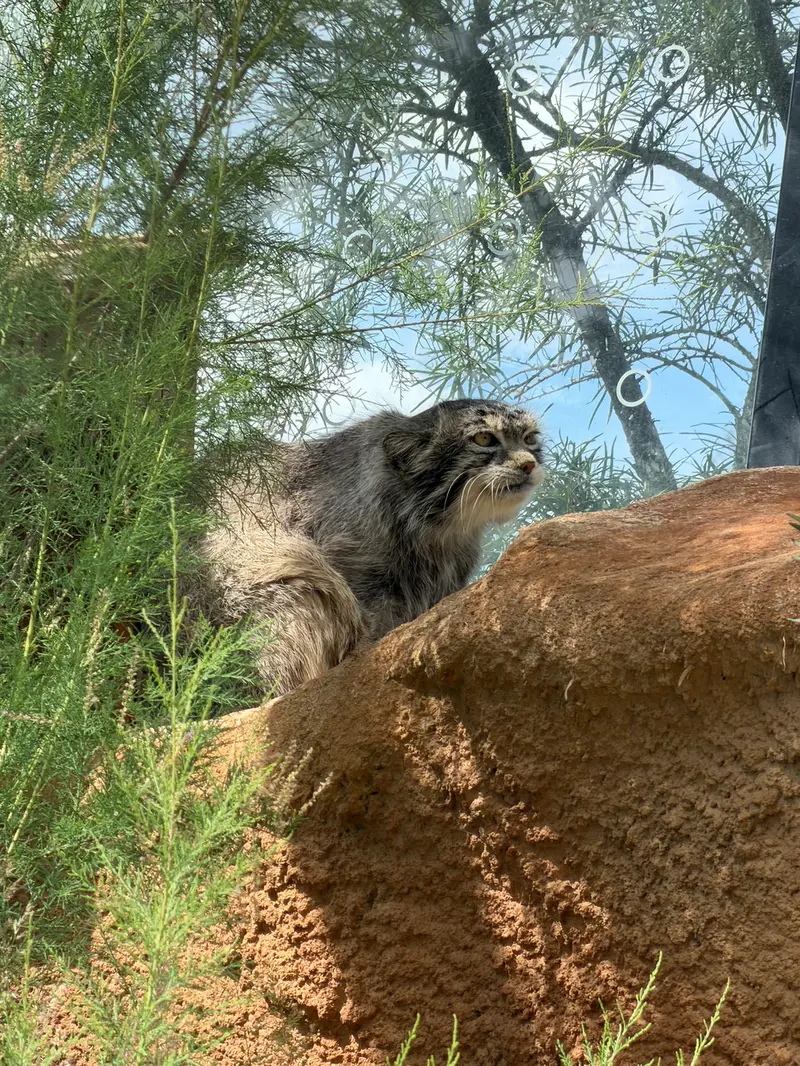 A photograph of Spay in Prague Zoo