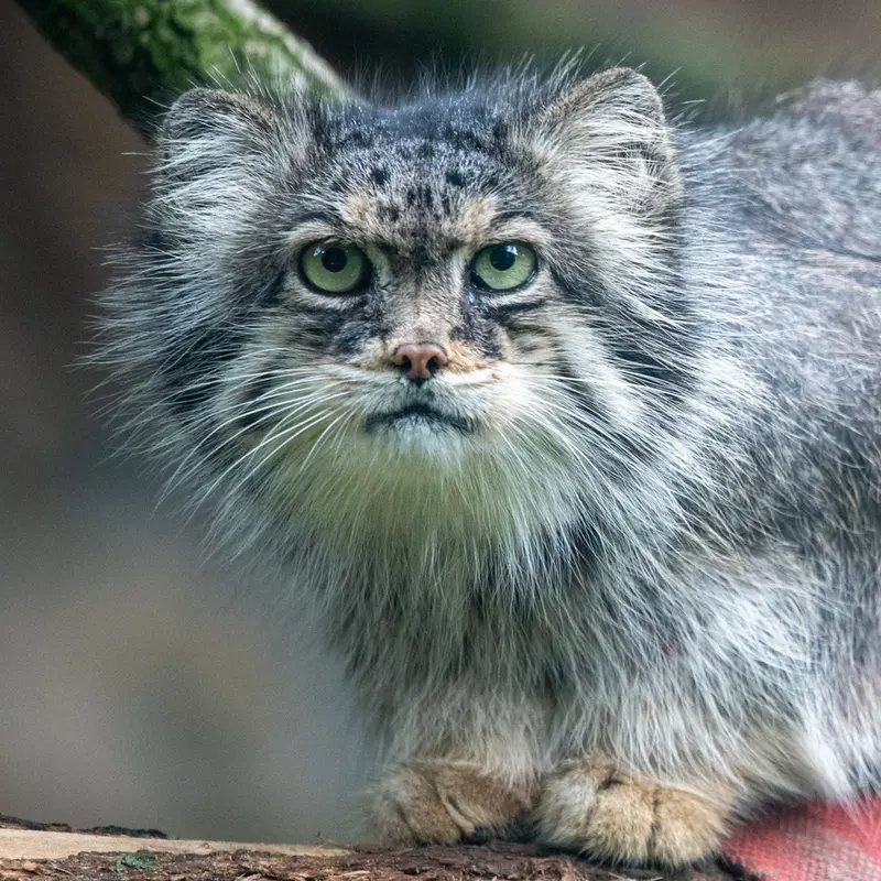 A photograph of Pazzo in Łódź Zoo