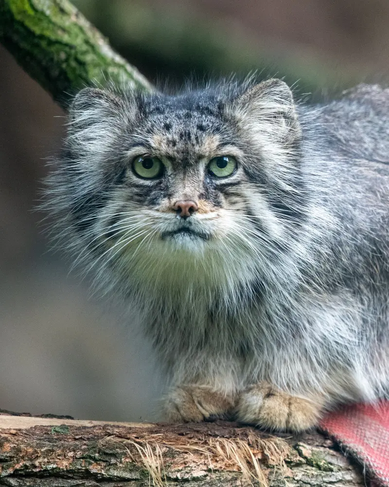 A photograph of Pazzo in Łódź Zoo