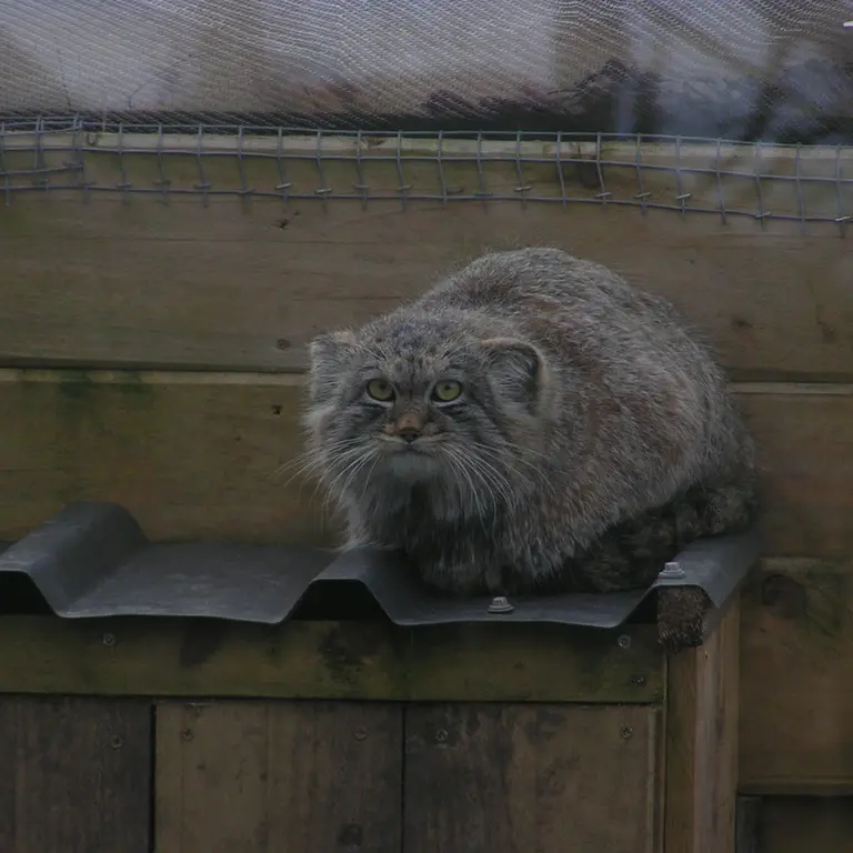 A photograph of Altai in The Lakeland Wildlife Oasis