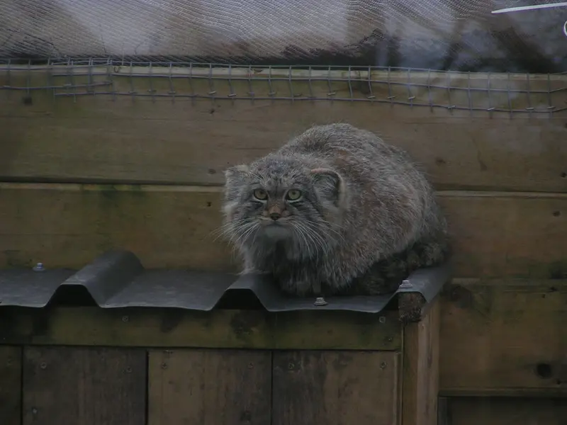 A photograph of Altai in The Lakeland Wildlife Oasis