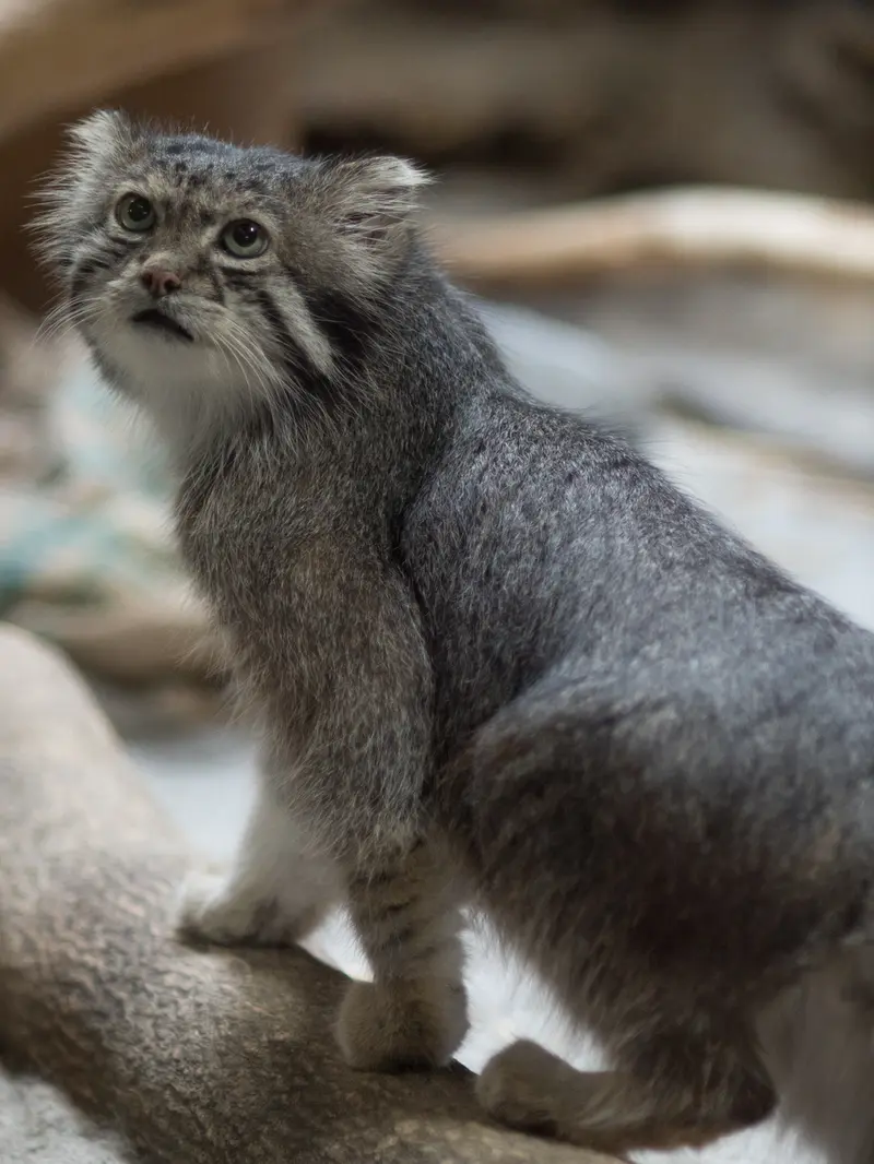 A photograph of Klyon in Ueno Zoological Gardens