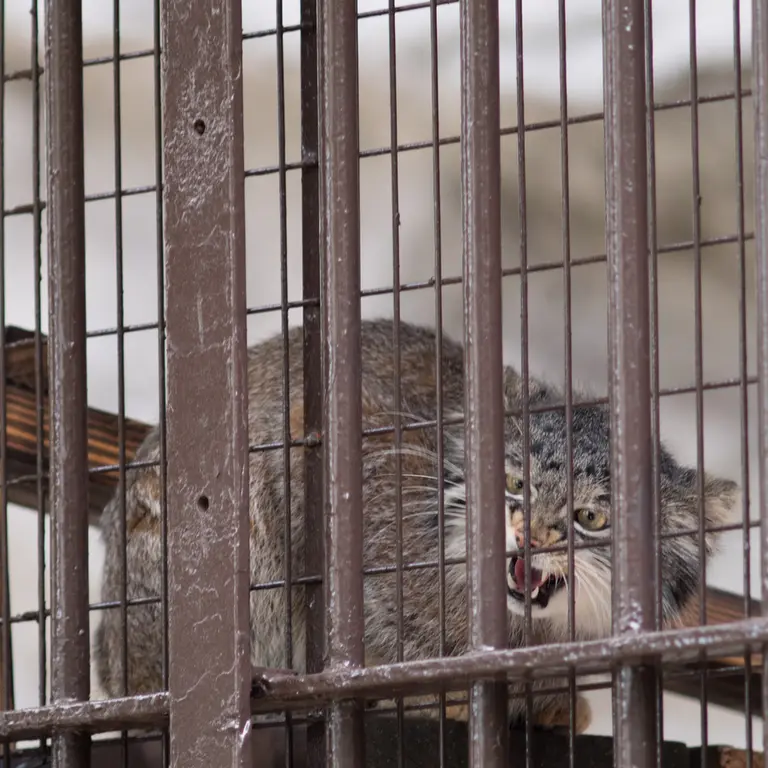 A photograph of Figa in Nogeyama Zoo