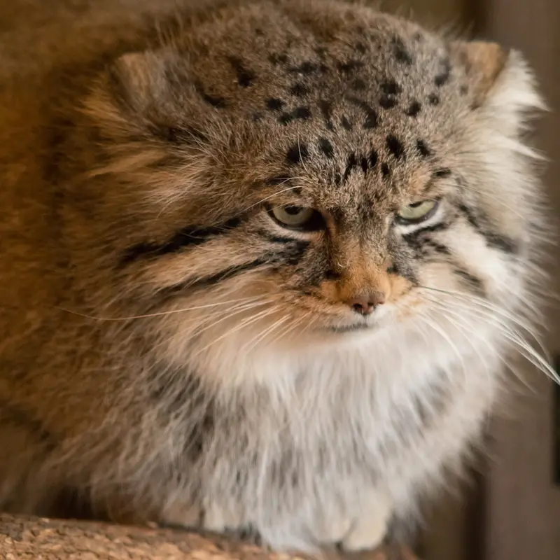 A photograph of Lotos in Saitama Children's Zoo