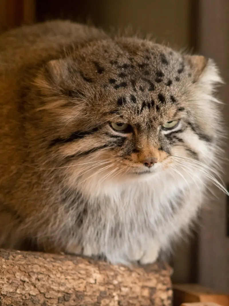 A photograph of Lotos in Saitama Children's Zoo
