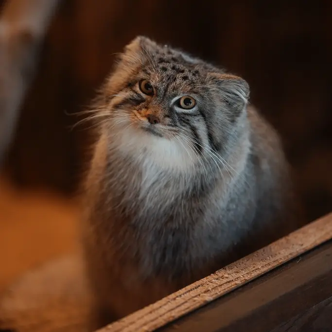 A photograph of Oliva in Saitama Children's Zoo