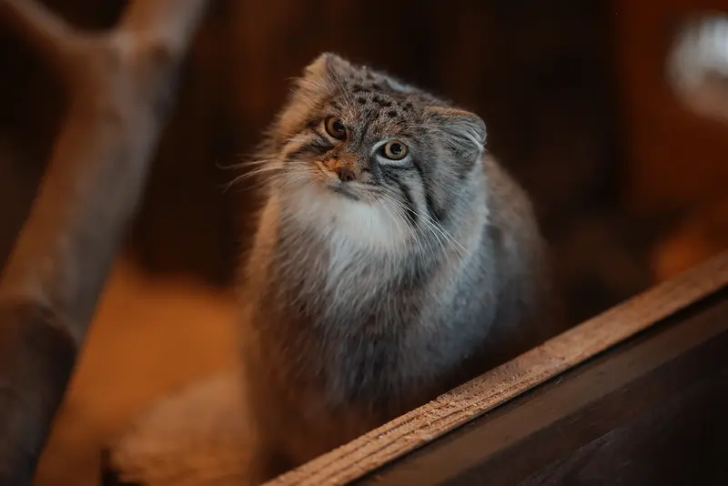 A photograph of Oliva in Saitama Children's Zoo