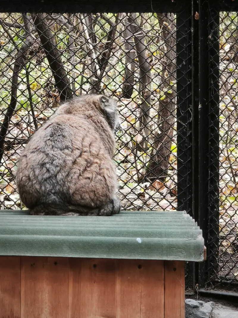 A photograph of Lastochka in Novosibirsk Zoo