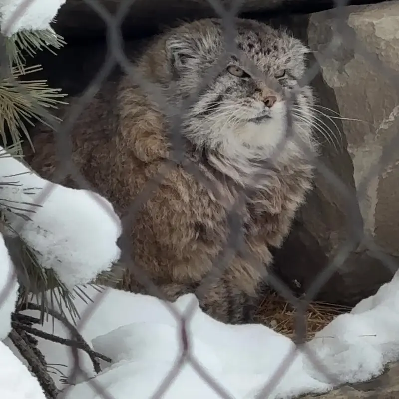 A photograph of a Pallas's cat in Calgary Zoo / Wilder Institute