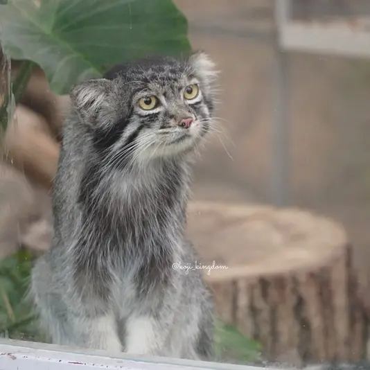 A photograph of Mei in Kobe Animal Kingdom