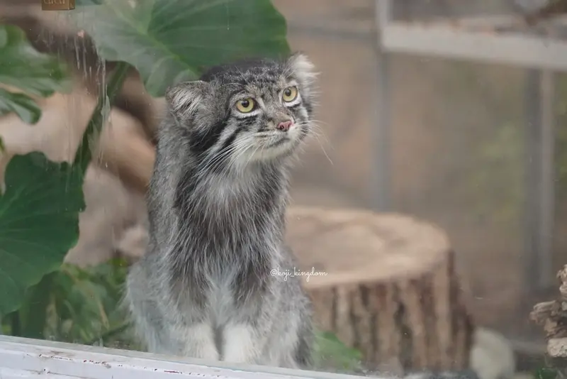 A photograph of Mei in Kobe Animal Kingdom